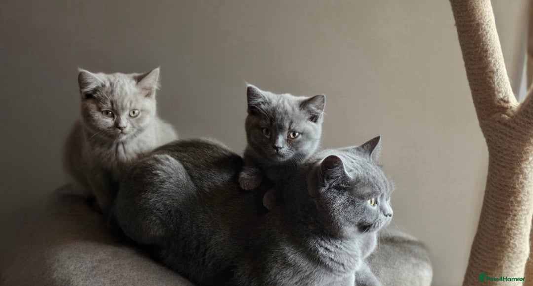 British Shorthair cats for sale: Cute British Shorthair Kittens - Image 4