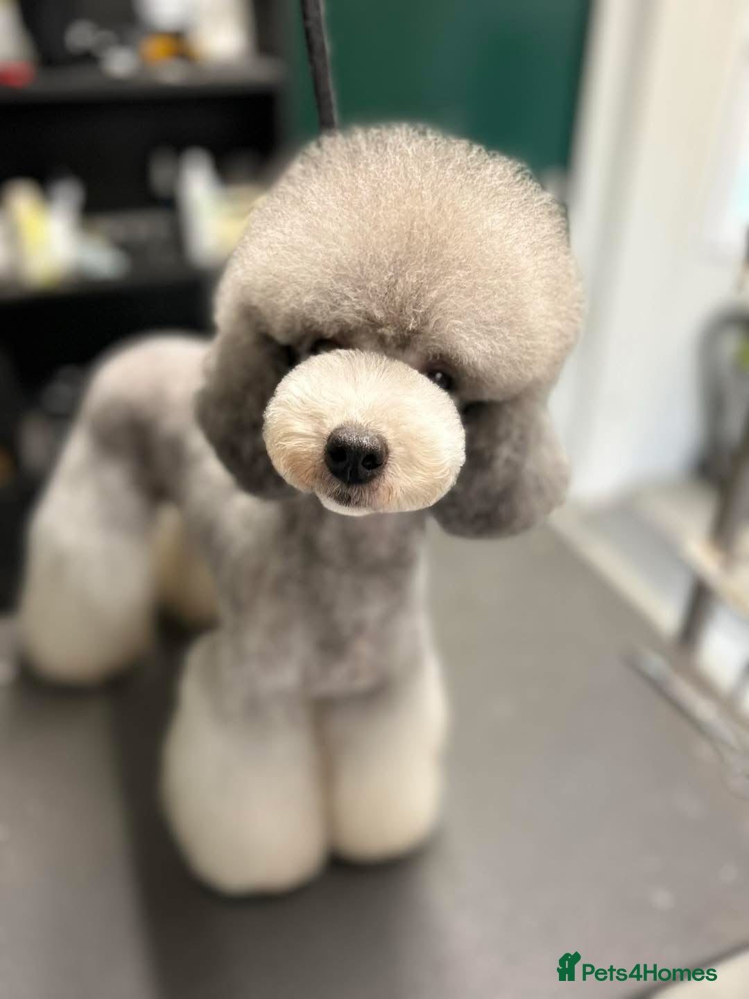 Miniature Poodle dogs for sale: OUTSTANDING SILVER MINI POODLES BEST IN 🇬🇧  - Advert 19