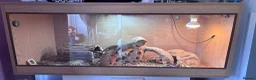Bearded Dragon reptiles for sale: Beautiful male bearded dragon Dennis ♥️ - Advert 1