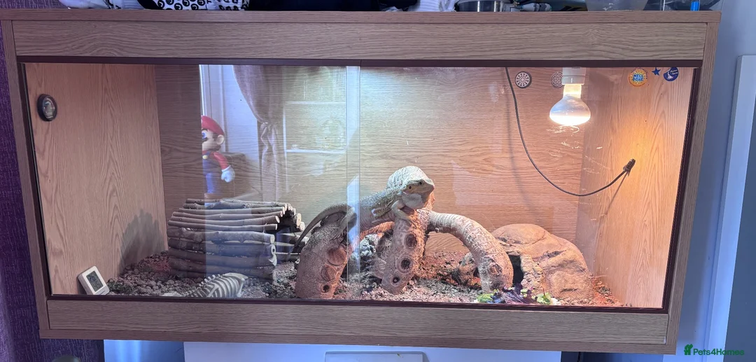 Bearded Dragon reptiles for sale: Beautiful male bearded dragon Dennis ♥️ - Advert 1