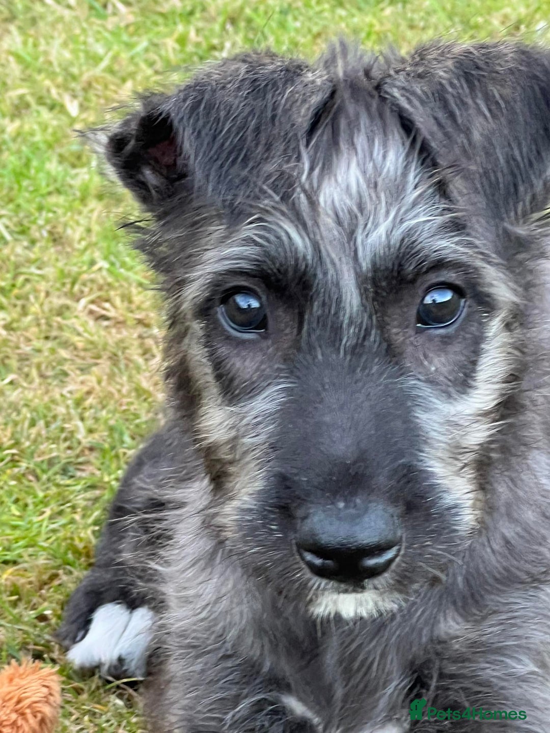 Irish Wolfhound dogs for sale: KC REGISTERED FEMALE IWH PUPPIES - Image 6