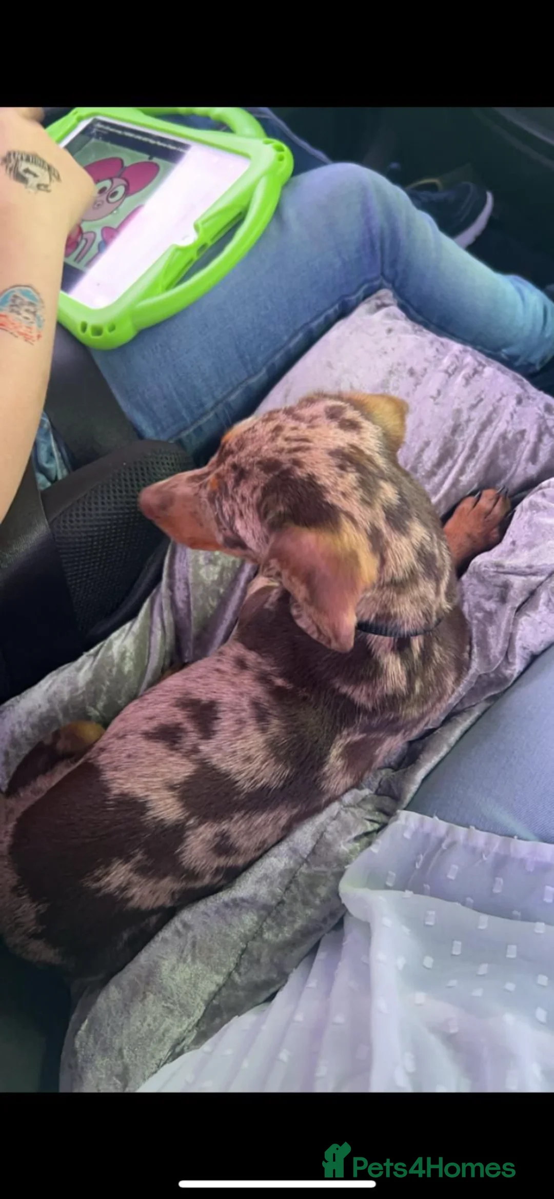 Miniature Dachshund dogs for sale: MINIATURE DASCHUND (Not standard) - Advert 2