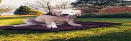 Golden Retriever dogs for sale: ❤️❤️❤️ Beautiful KC Golden Retriever puppies❤️❤️❤️ - Advert 5