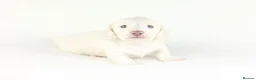 Miniature Dachshund dogs for sale: 🤍KC Reg Longhair miniature cream daschunds🤍 - Advert 19