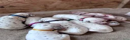 Dalmatian dogs for sale: 😍Gorgeous KC Registered Liver spotted Dalmatians. - Advert 11