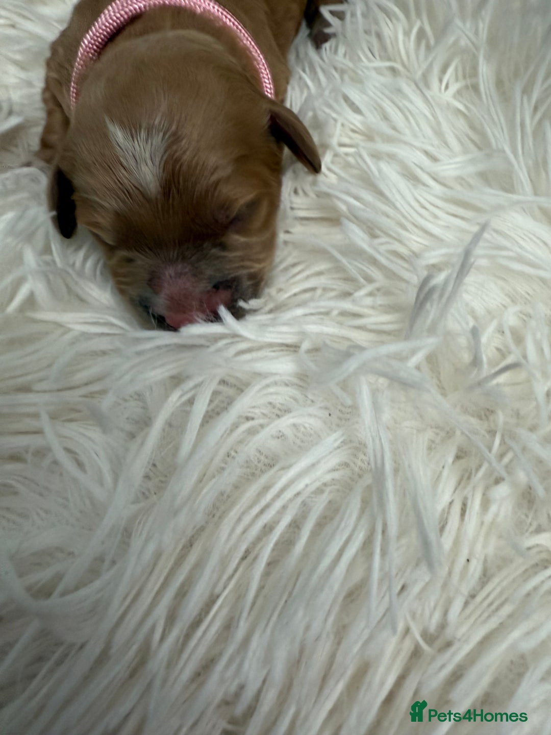 Mixed Breed dogs for sale: Cavapoochon Puppies  - Image 12