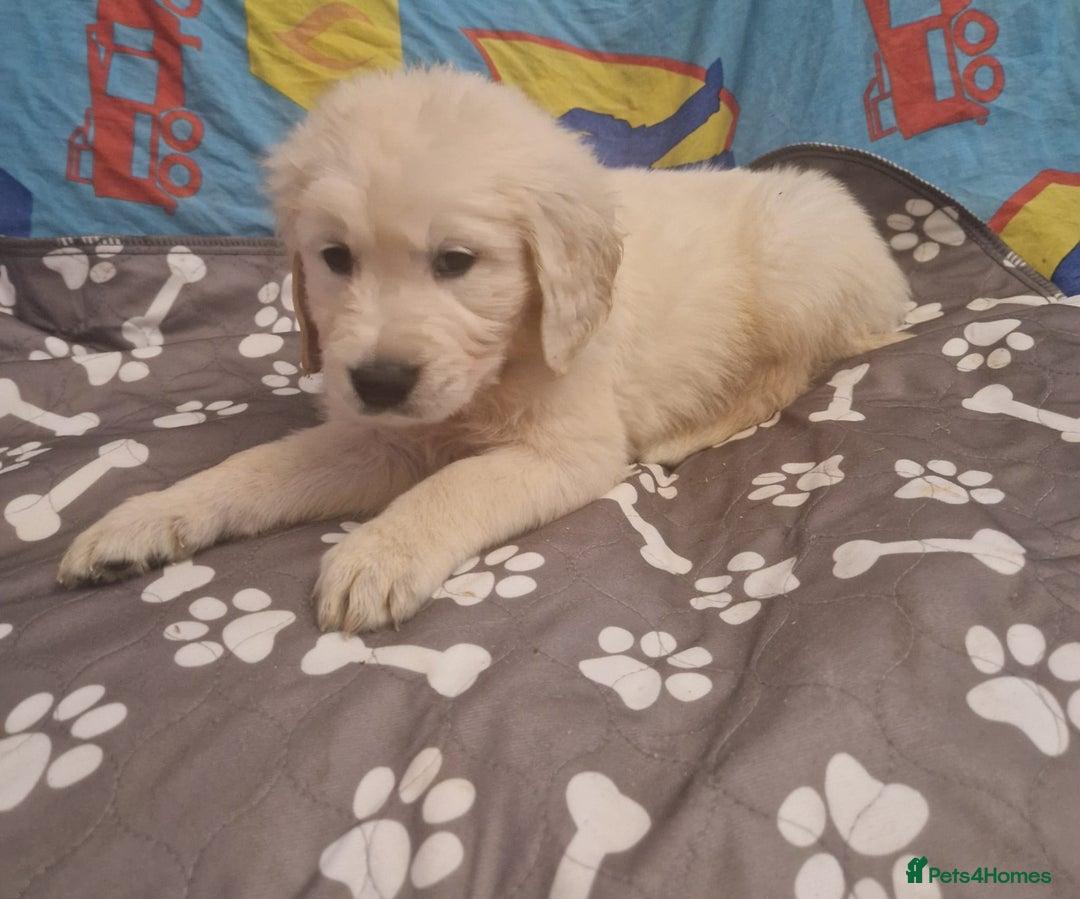 Golden Retriever dogs for sale: KC Golden Retriver READY 20Th December  - Advert 2