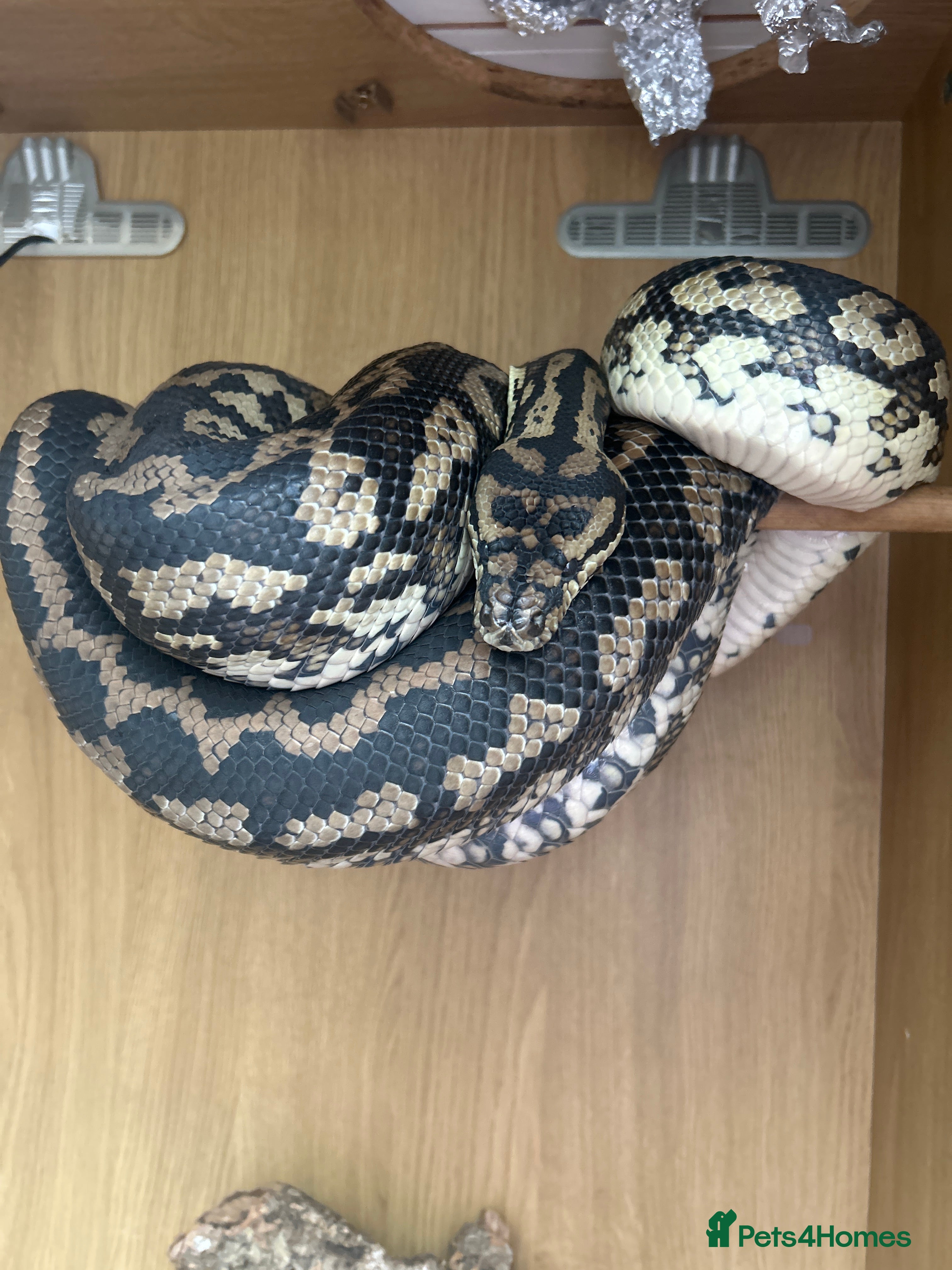 Snake reptiles Mrs stella in Huddersfield - Advert 1