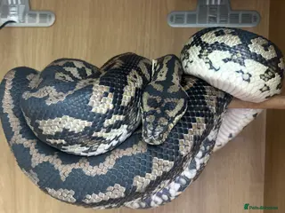 Snake reptiles Mrs stella in Huddersfield - Advert 2