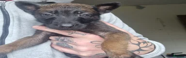 Belgian Shepherd Dog Puppy 1