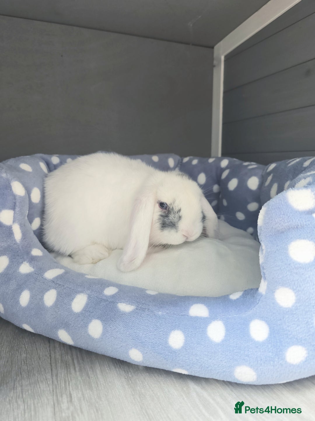 Mini Lop rabbits for sale: Beautiful mini lop Buck - Advert 3