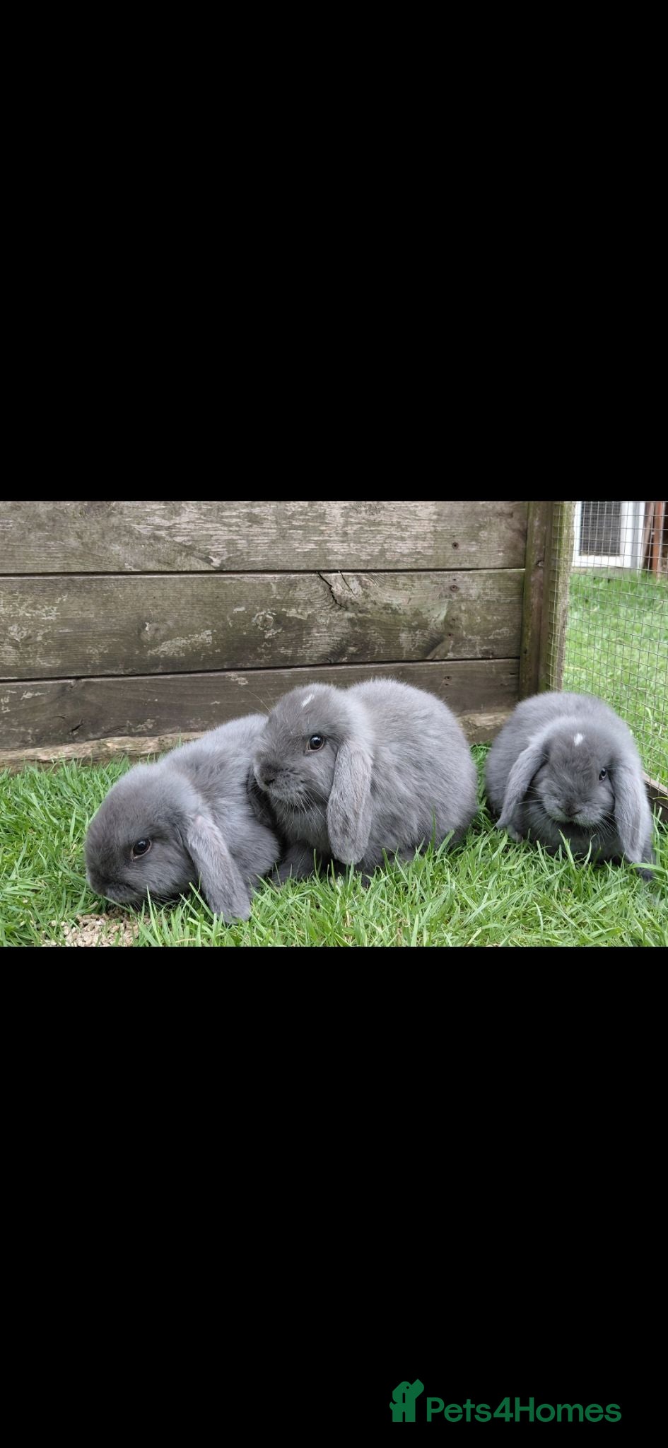 Mini Lop rabbits Mini lop babies.  - Advert 17