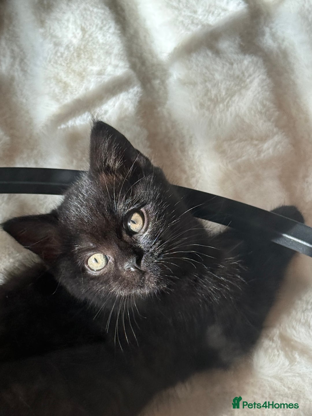 British Shorthair cats for sale: Fluffy Chocolate British Shorthair Kittens 🐾 - Image 19