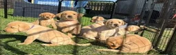 Labrador Retriever dogs for sale: Gorgeous KC Registered Labrador puppies - Advert 1