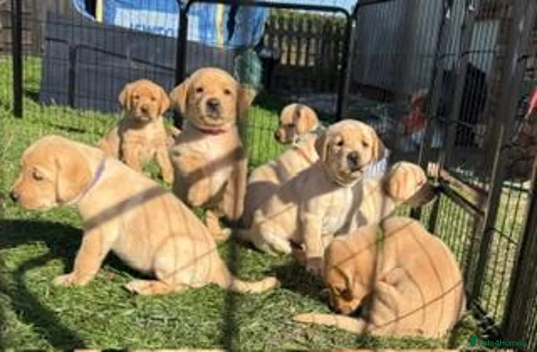 Labrador Retriever dogs for sale: Gorgeous KC Registered Labrador puppies - Advert 1