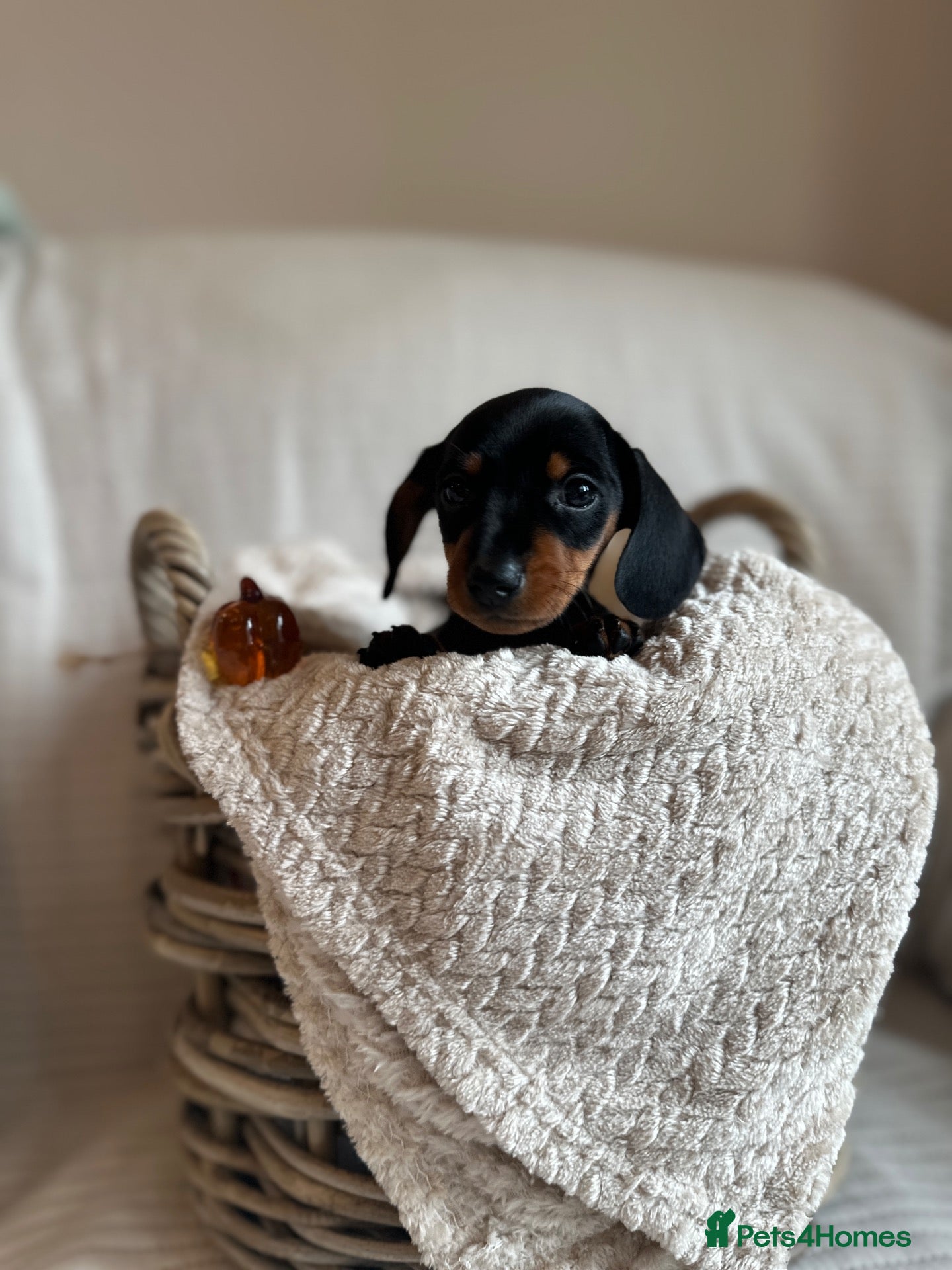 Miniature Dachshund dogs Exceptional minature daschunds  - Advert 7
