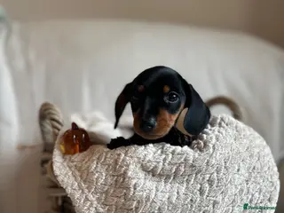 Miniature Dachshund dogs Exceptional minature daschunds - Advert 7