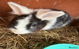 Mixed Breed rabbits for sale: Baby rabbits  - Image 6