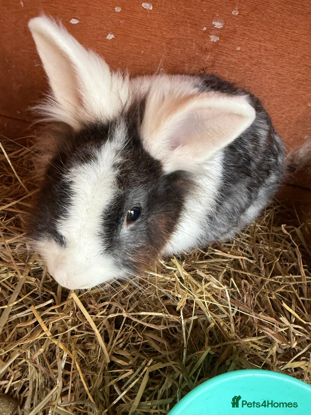 Mixed Breed rabbits for sale: Baby rabbits  - Image 6