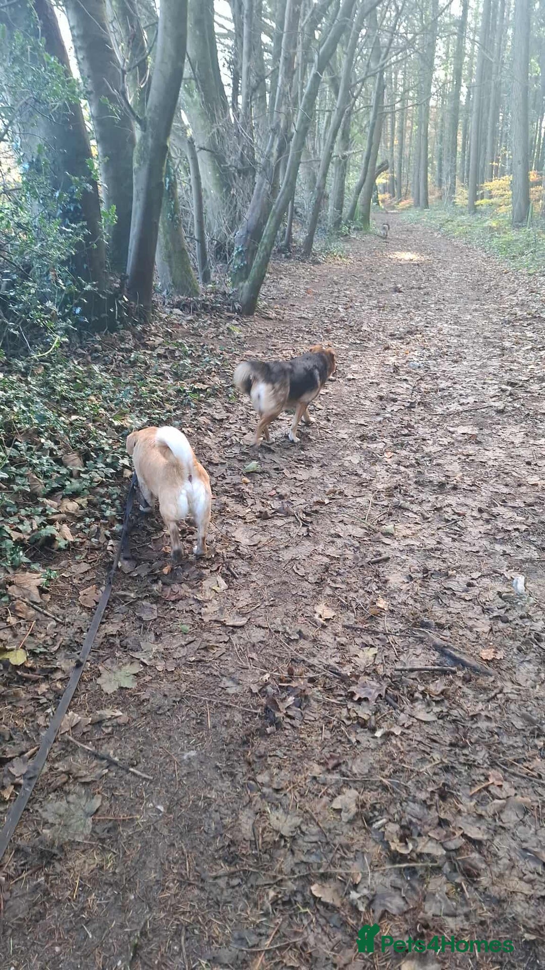 Mixed Breed dogs for adoption: Beloved Bailey - Advert 7