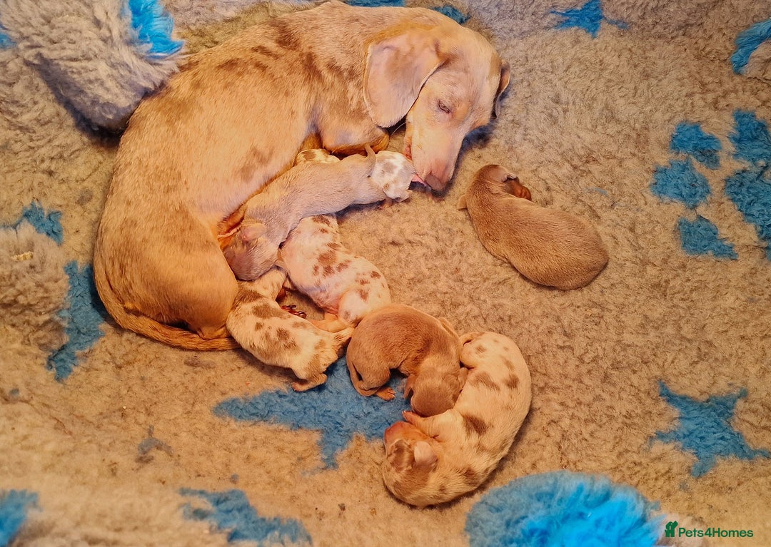 Dachshund dogs for sale: ISABELLA DAPPLE FEMALES AVAILABLE  - Image 14