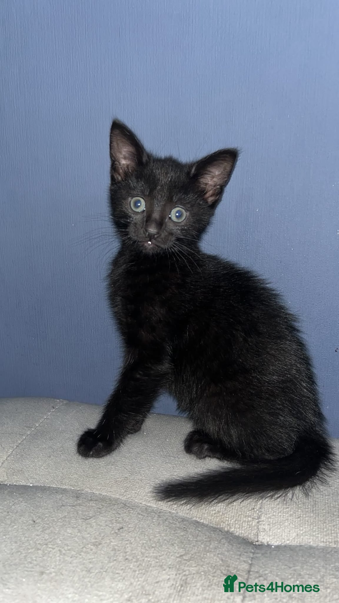 Mixed Breed cats Beautiful kittens  - Advert 4