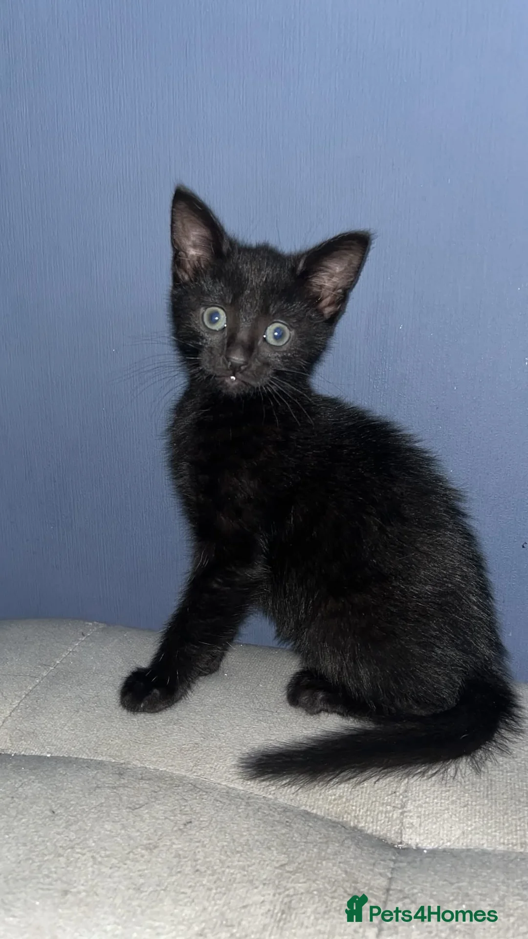 Mixed Breed cats for sale: Beautiful kittens  - Advert 1