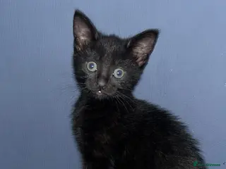Mixed Breed cats Beautiful kittens - Advert 1