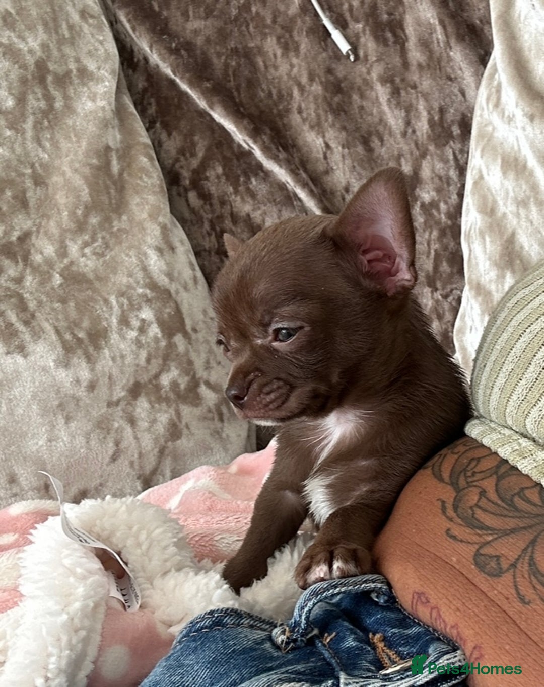 Chihuahua dogs for stud: KC Registered Chocolate Chihuahua for Stud - Advert 2