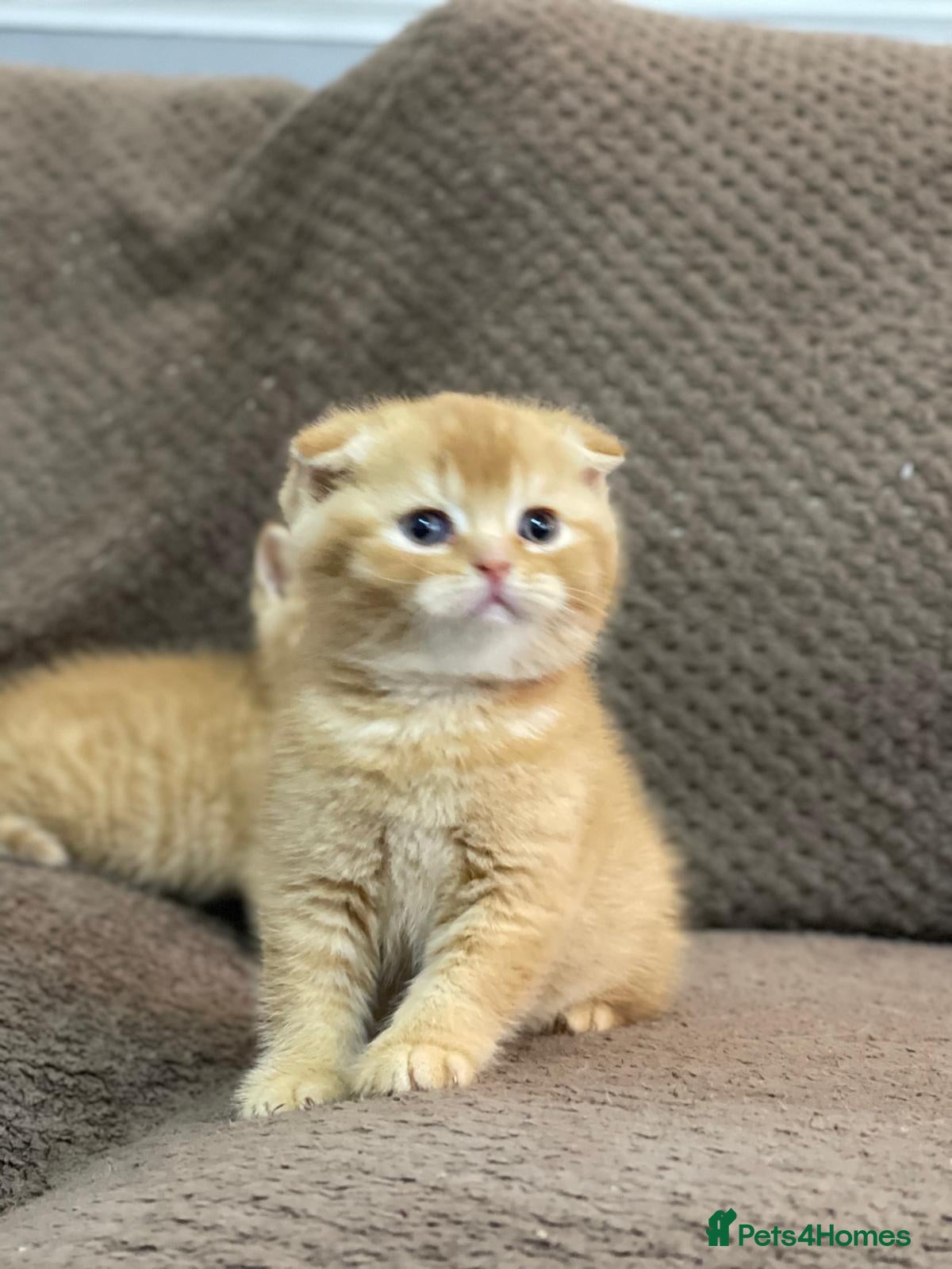 Scottish Fold cats Adorable Scottish Fold&straight kittens Ready Soon - Advert 1