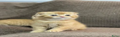 Scottish Fold Kitten 1