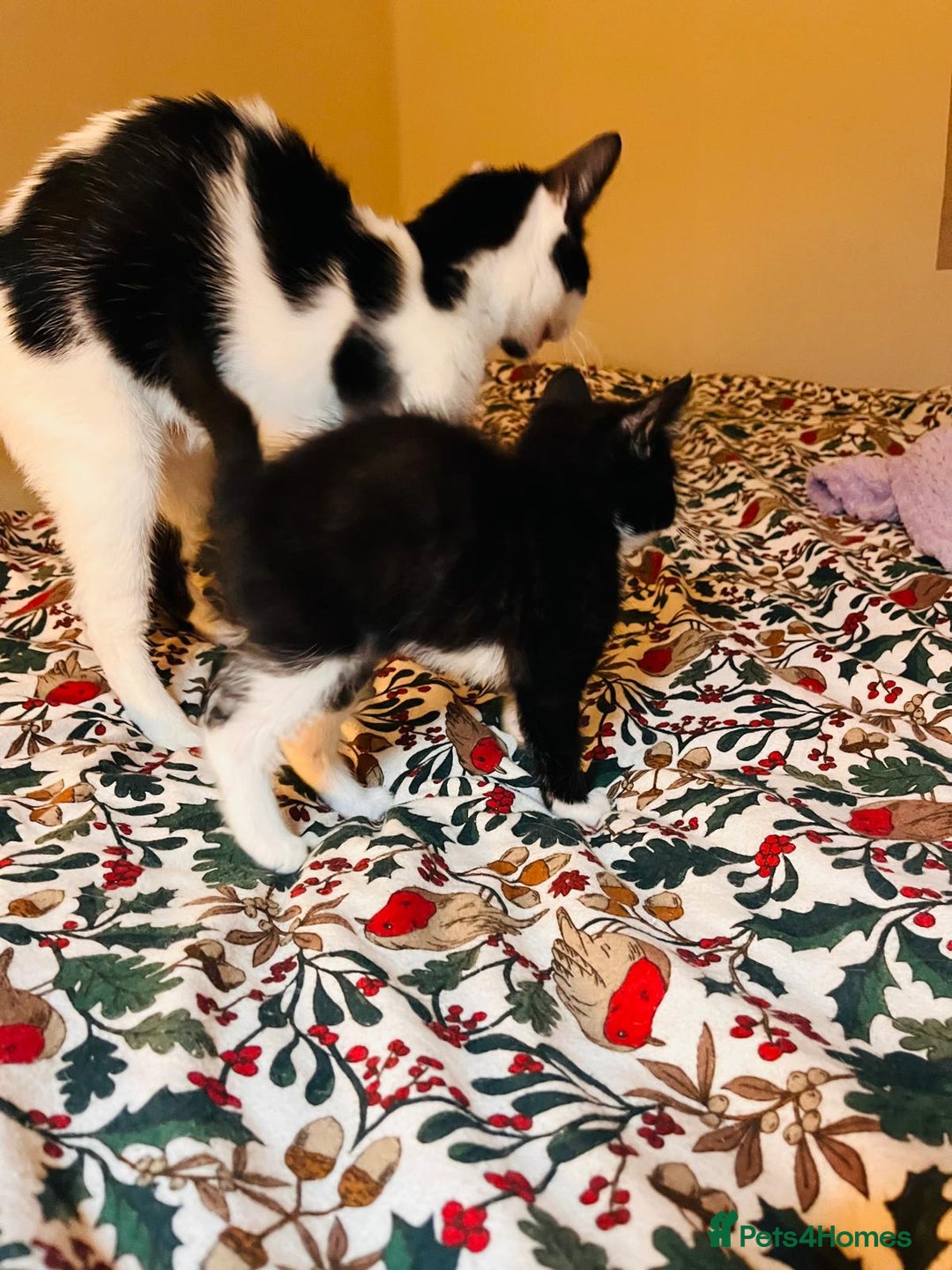 Mixed Breed cats for sale: Two beautiful kitten ready to go now - Image 9