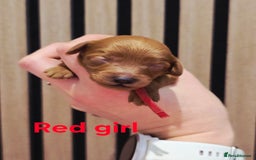 Cavapoo dogs for sale:  🐕Ruby Cavapoo Toy F1bb 🧸DNA tested🧸 - Image 25