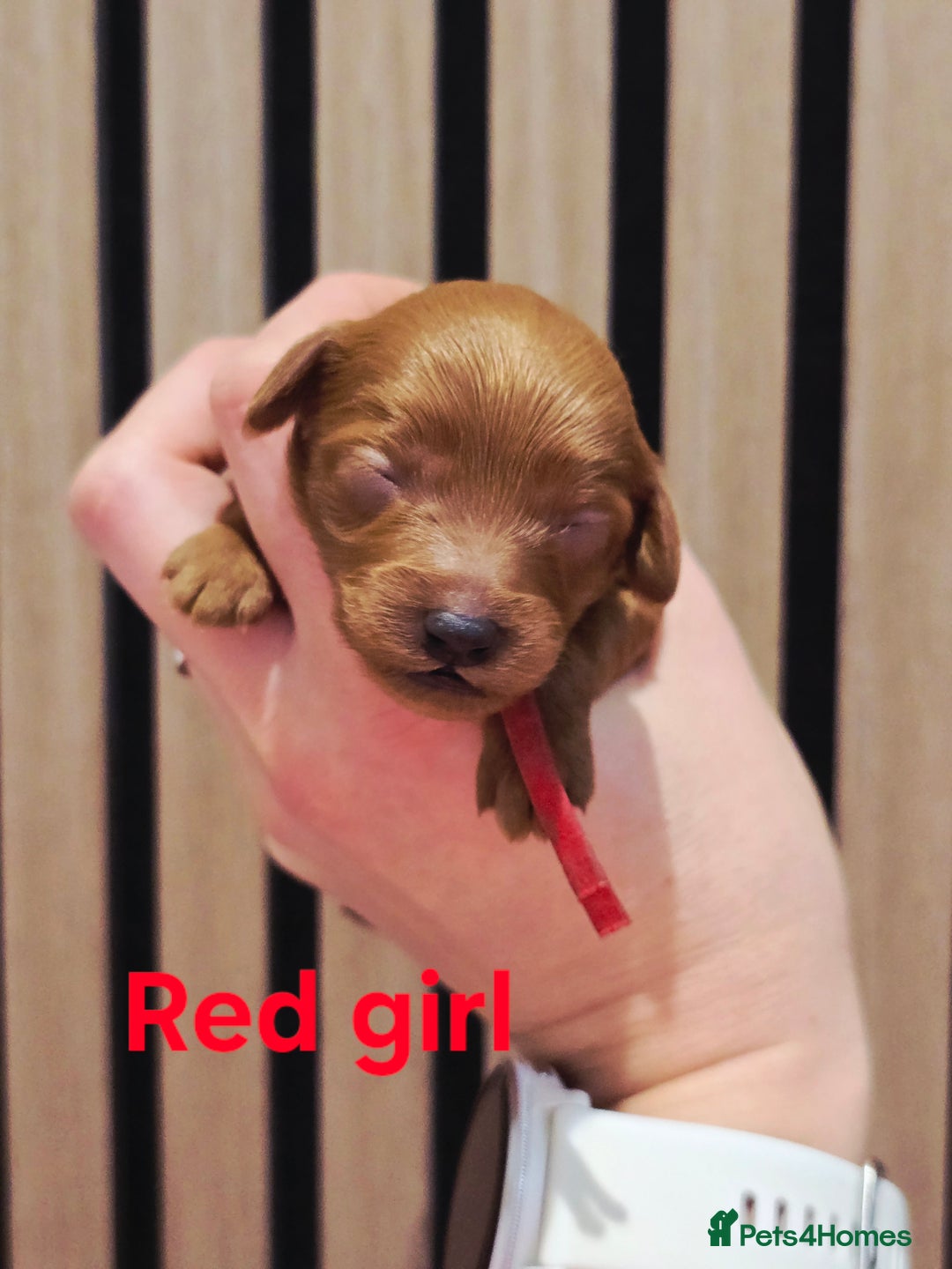 Cavapoo dogs for sale:  🐕Ruby Cavapoo Toy F1bb 🧸DNA tested🧸 - Image 25