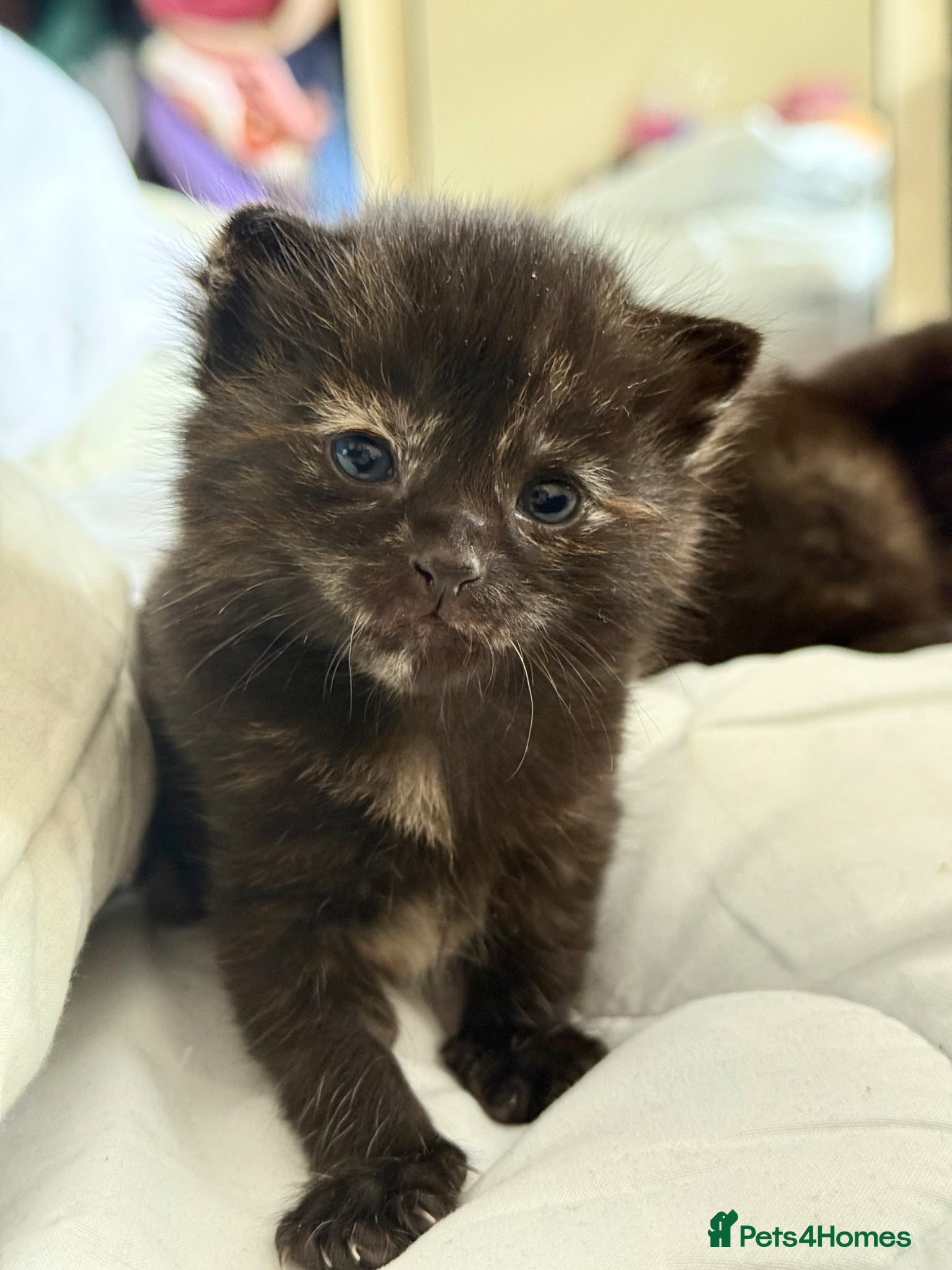 Domestic Shorthair cats 4 Stunning Baby Kittens – Ready to reserve  - Advert 1