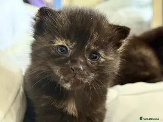 Domestic Shorthair cats 4 Stunning Baby Kittens – Ready to reserve - Advert 1