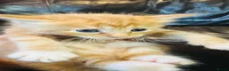 Mixed Breed cats for sale: Mainecoon cross - Advert 3