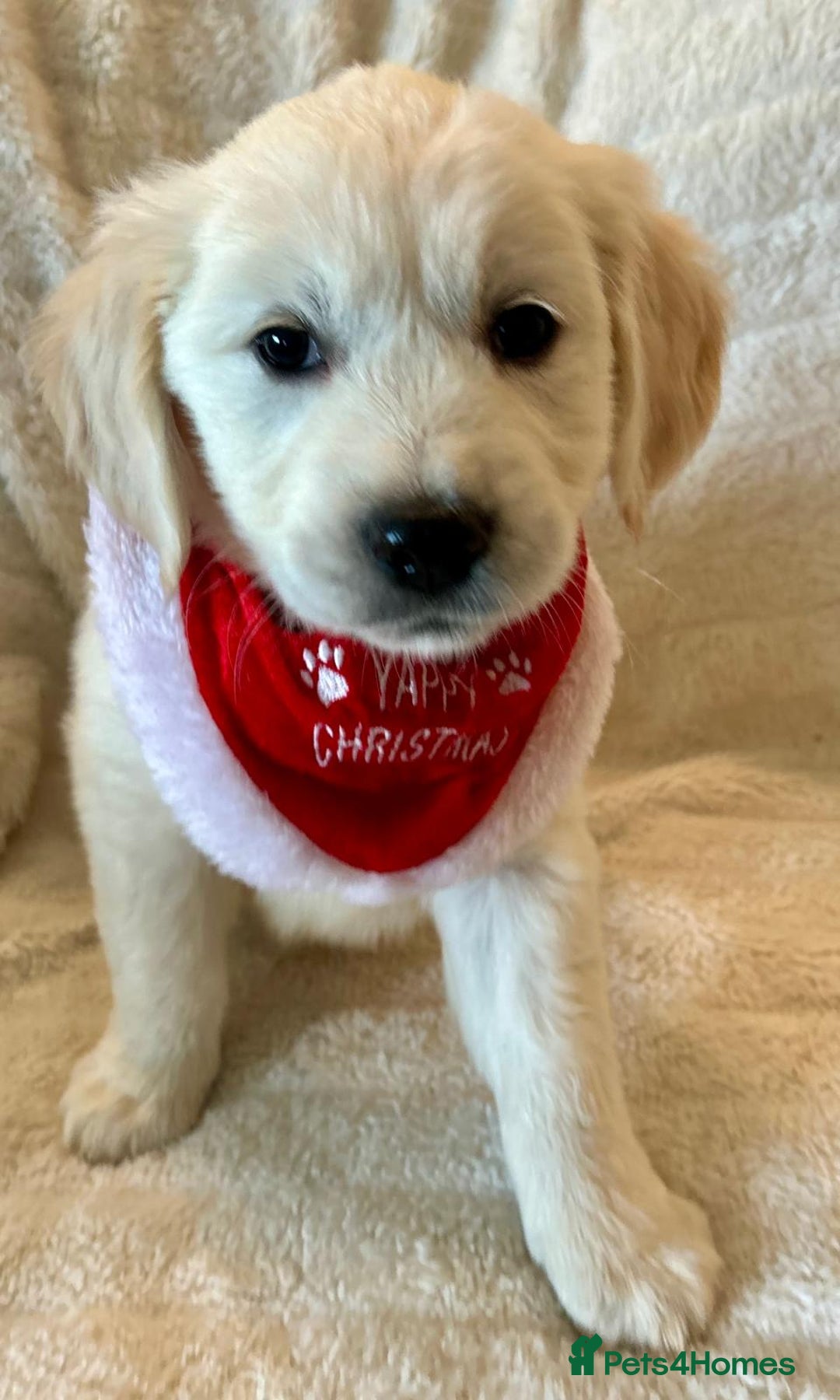 Golden Retriever dogs for sale: Chunky, cream pups - Advert 1