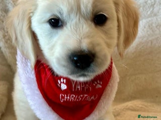 Golden Retriever dogs Chunky, cream pups - Advert 17