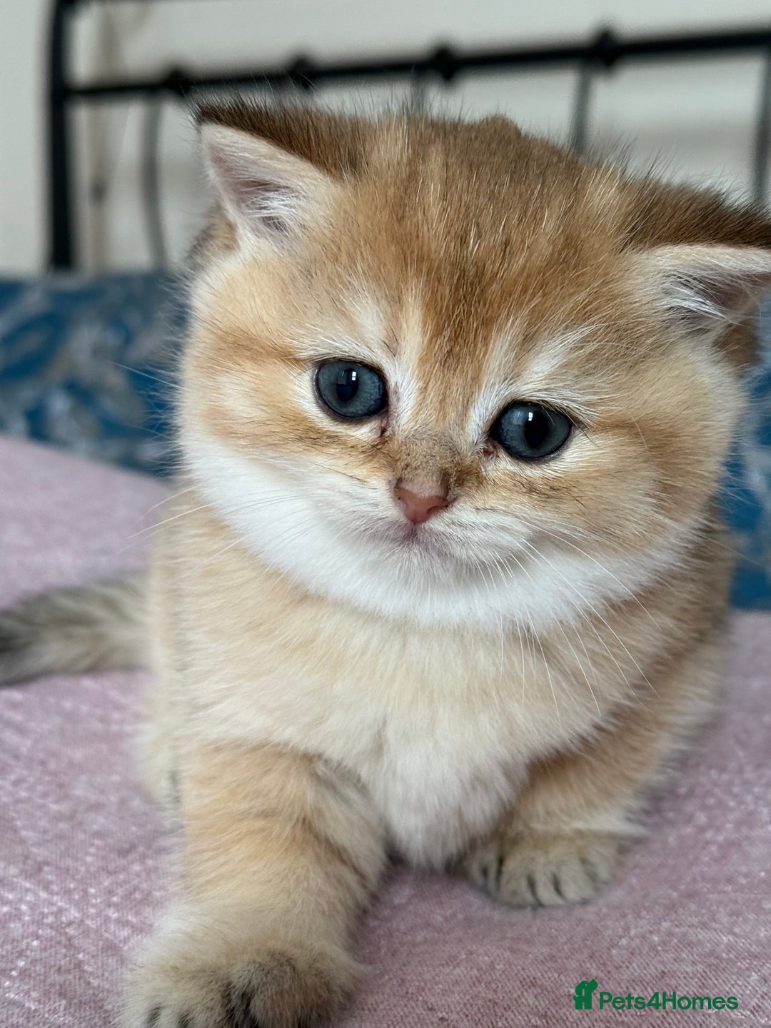 British Shorthair cats for sale: Champion line golden BSH - Image 15