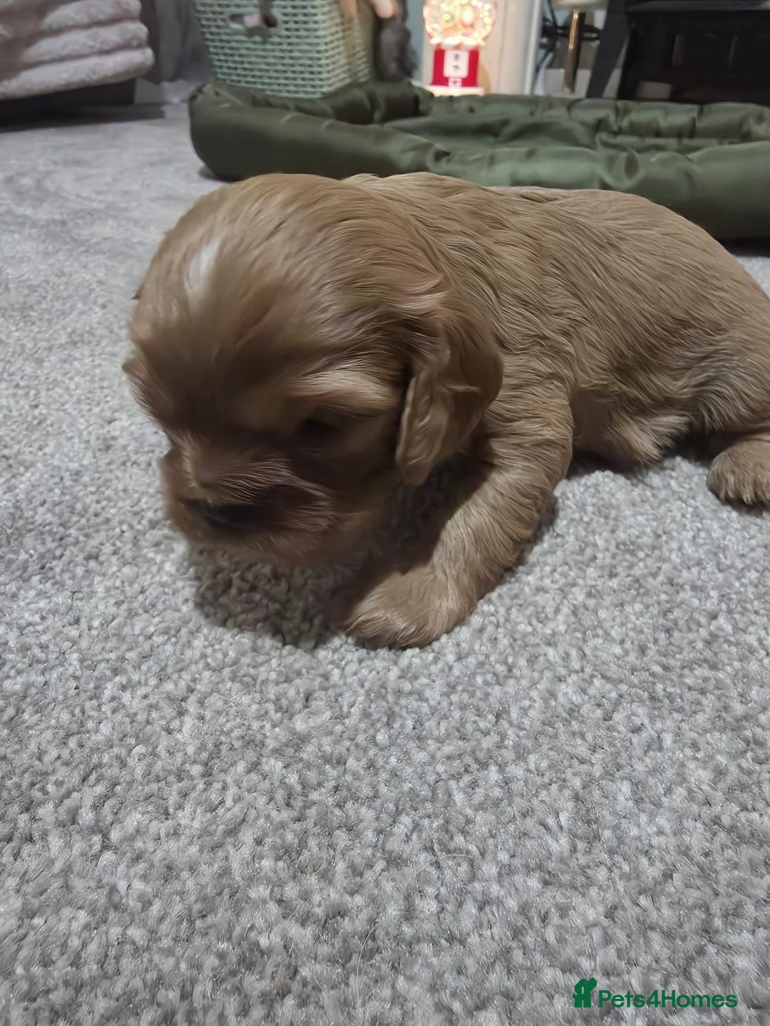 Cavalier King Charles Spaniel dogs for sale: Cavalier king charles puppies  - Advert 8