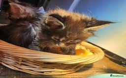 Maine Coon cats for sale: Maine coon purebred pedigre xl active in Barnsley - Image 15