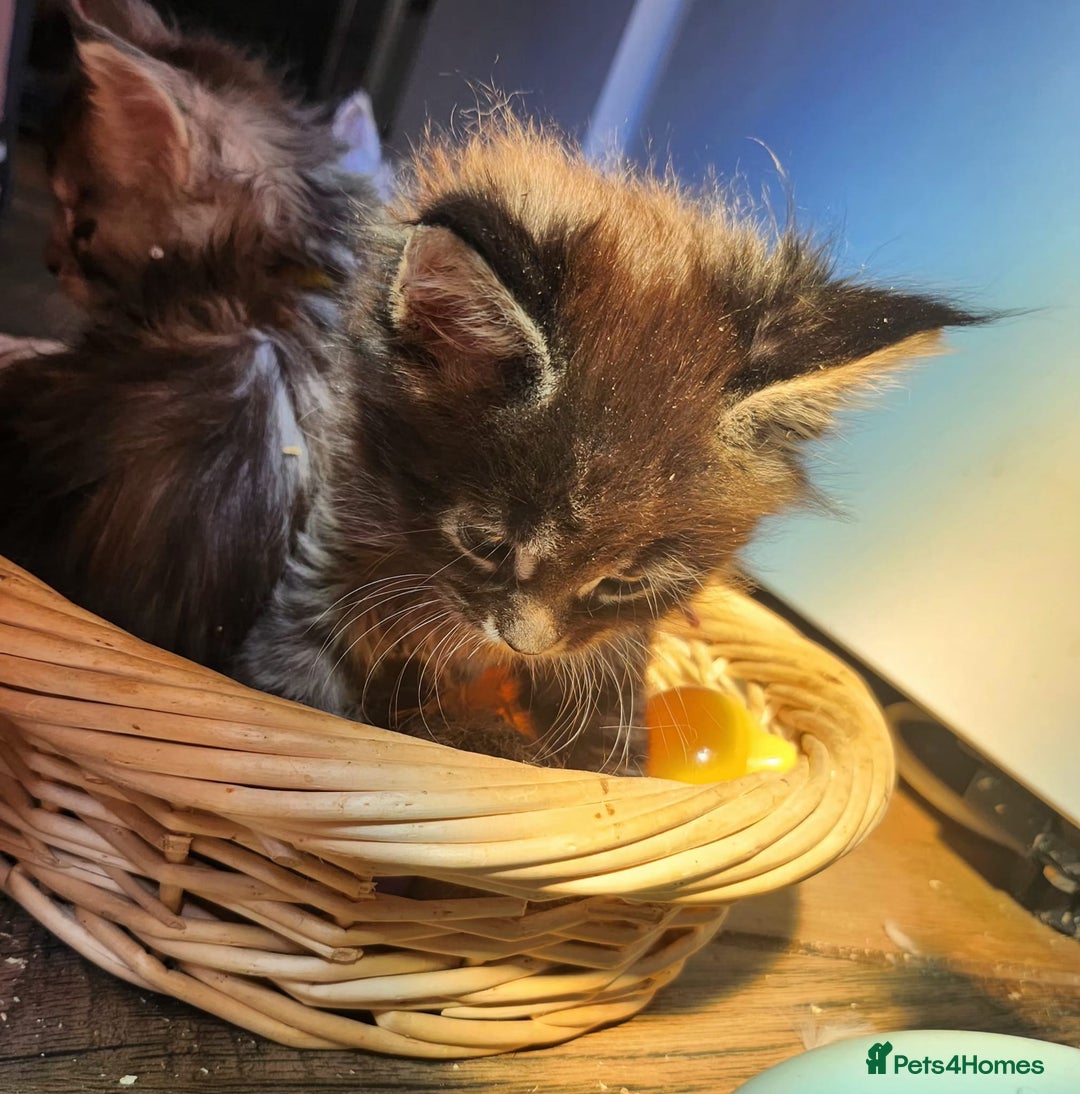 Maine Coon cats for sale: Maine coon purebred pedigre xl active in Barnsley - Image 15
