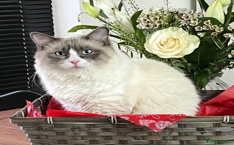 Ragdoll cats - Advert 8