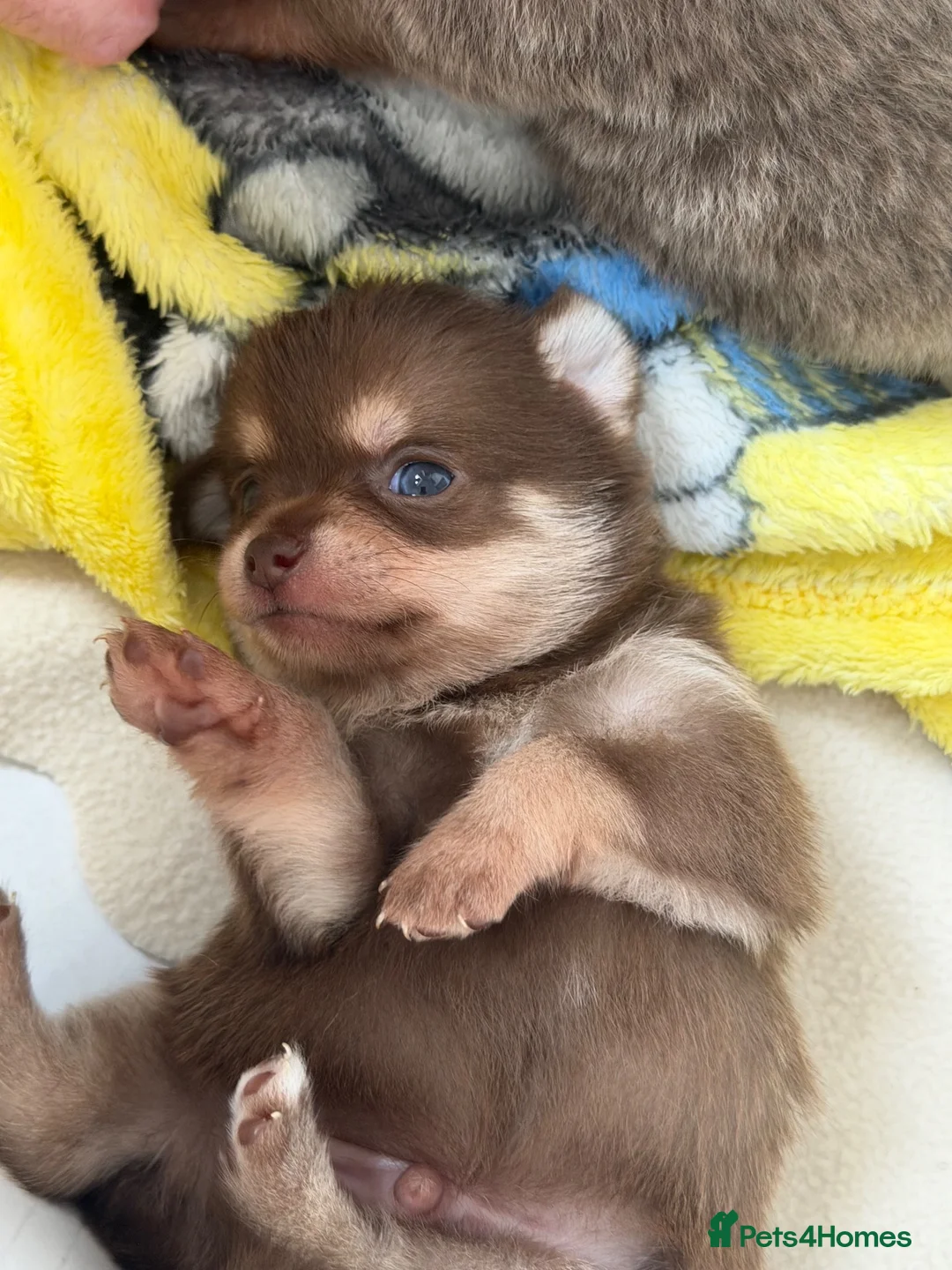 Chihuahua dogs for sale: Tiny Teddy bear 🧸 Chihuahuas  - Advert 1