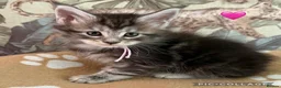 Maine Coon cats for sale: Maine coon kittens for sale tabby and mackerel - Advert 5