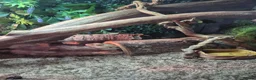 Bearded Dragon reptiles for sale: Bearded dragon  in Preston - Advert 1
