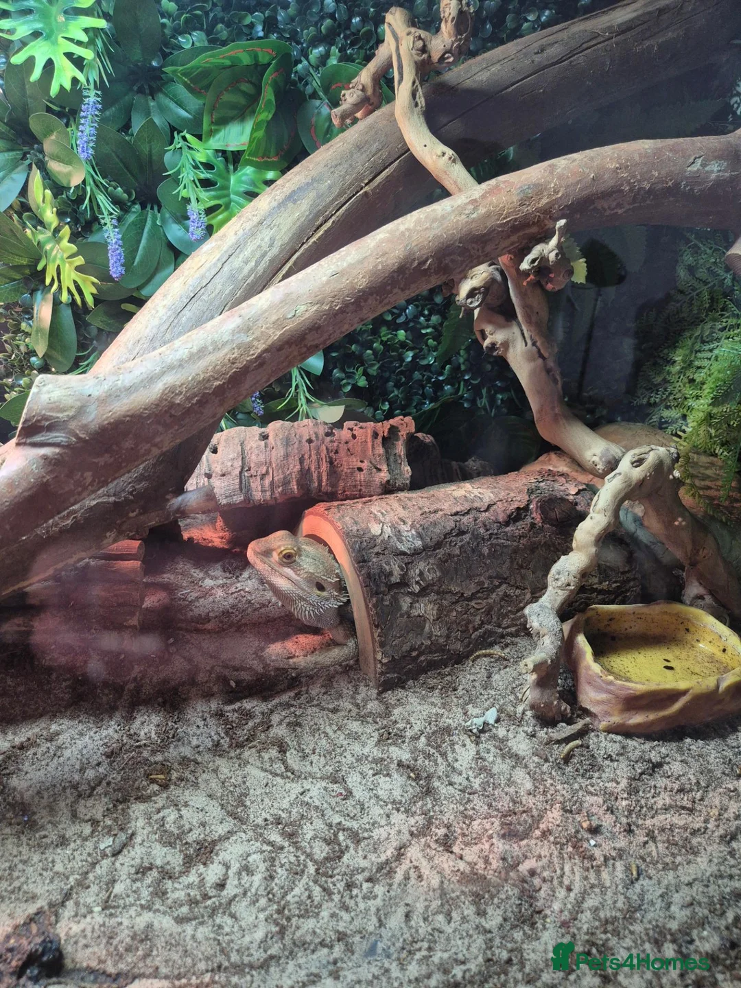 Bearded Dragon reptiles for sale: Bearded dragon  in Preston - Advert 1