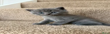 Grey Kitten 
