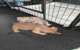 French Bulldog dogs for sale: French bulldogs 3 male ready now  - Image 7